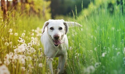 Healthy Food for Pets